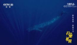 蓝鲸视频,揭秘海洋生物的神秘世界